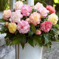 ������� �����