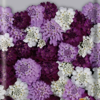 ������ ��������� ��������� �������