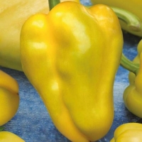 ����� ������� ������ �������