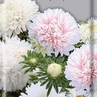 ����� ��������� ����-�����