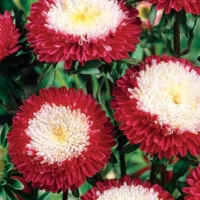 astra-pomponnaya-prevoshodnyy-gasfort