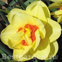narcissus_Tahiti_15