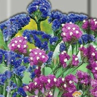 ������� �������� ������-�����