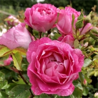 roza-lets-selebrejt-rose-lets-celebrate-w800-h800