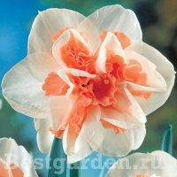 narcissus-delnashaugh