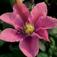 f1_1440b67e-8144-4ddb-a240-6a807a01de1b