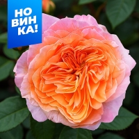 ������������� ������