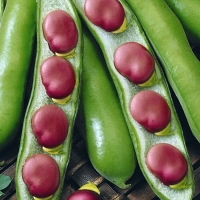 Sliza_ovosh_i_bobi_ovosh_nie_russkie_chernie_cv_p_10_gr_