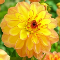 f1_d459b42d-fb1f-4106-a553-f0af6c61a418