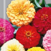 �������������������������������