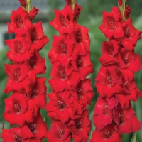 �������������������������������