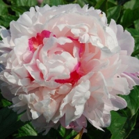 Fen chi jin yu  �������� ���� 1