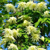 Clematis-Lemon-Dream