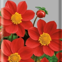 �������� ������ �������