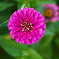 ������ �������� ����������